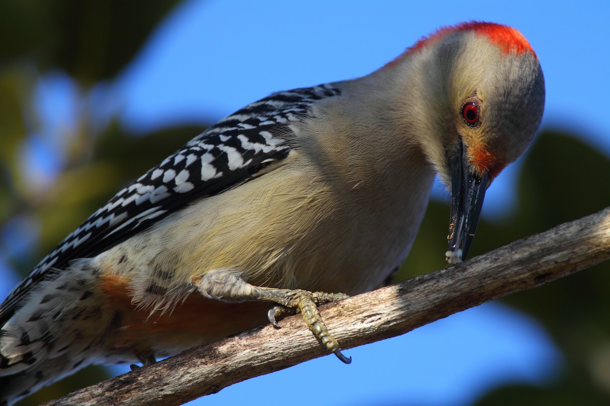 Red-bellied Woodpecker - Bruce Robinson