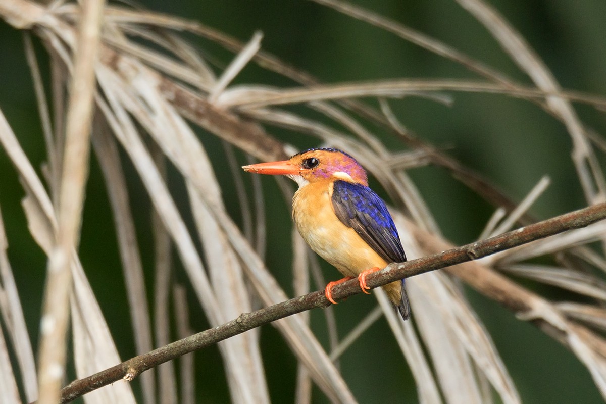 African Pygmy Kingfisher - Wich’yanan Limparungpatthanakij