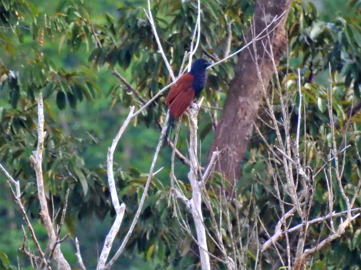 Greater Coucal - ML214776311