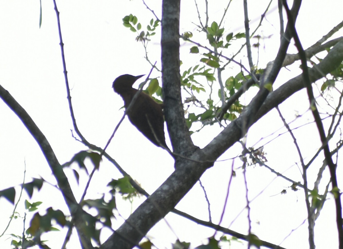 Rufous Woodpecker - ML214778001