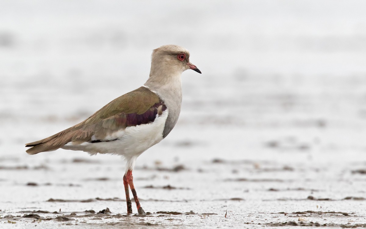 Andean Lapwing - ML214778351