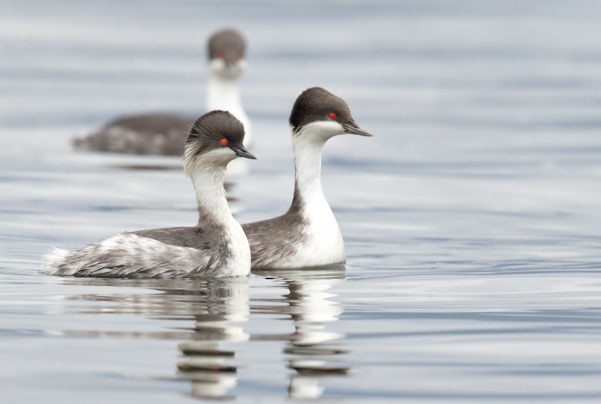 Silvery Grebe - Lars Petersson