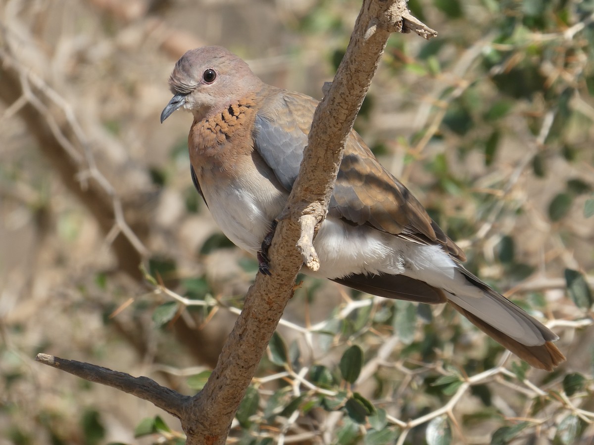 Laughing Dove - ML214779261