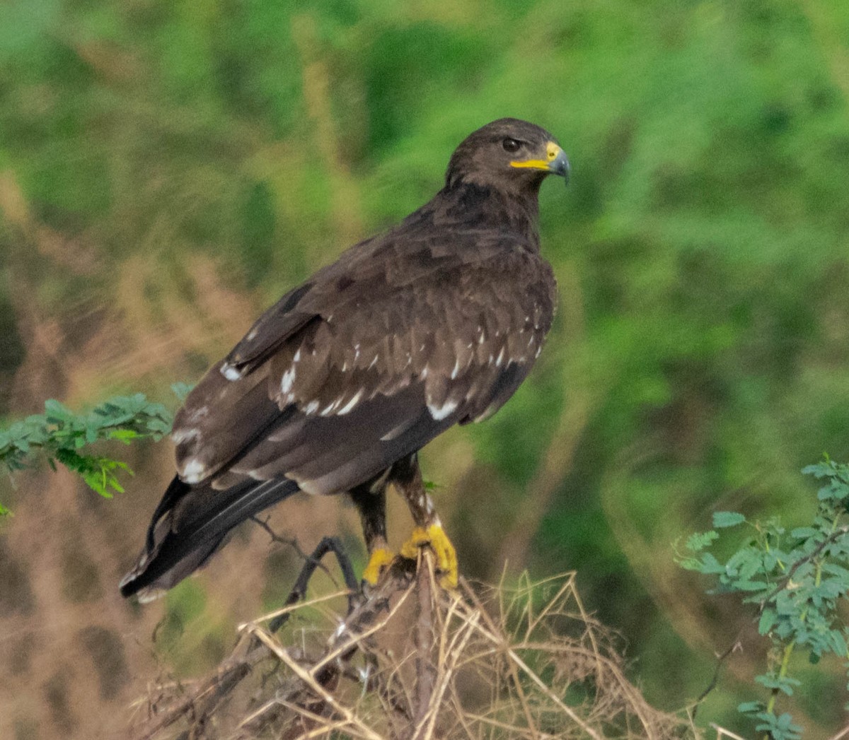 Greater Spotted Eagle - Magesh Ram