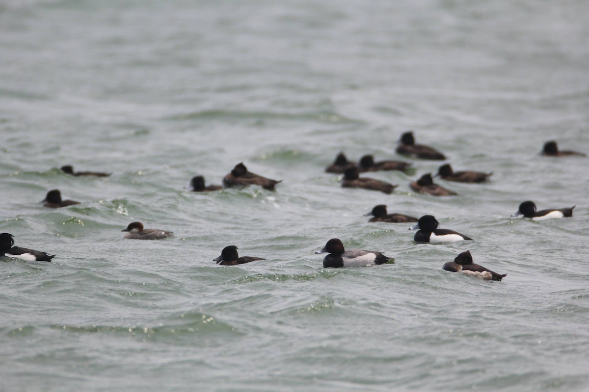 Greater Scaup - ML21478151