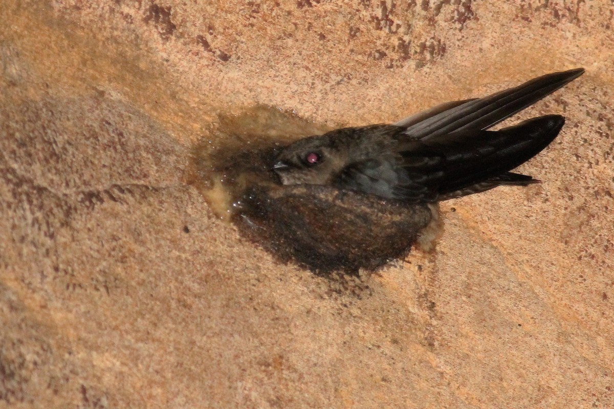 Black-nest Swiftlet - 🦉Richard Aracil🦅