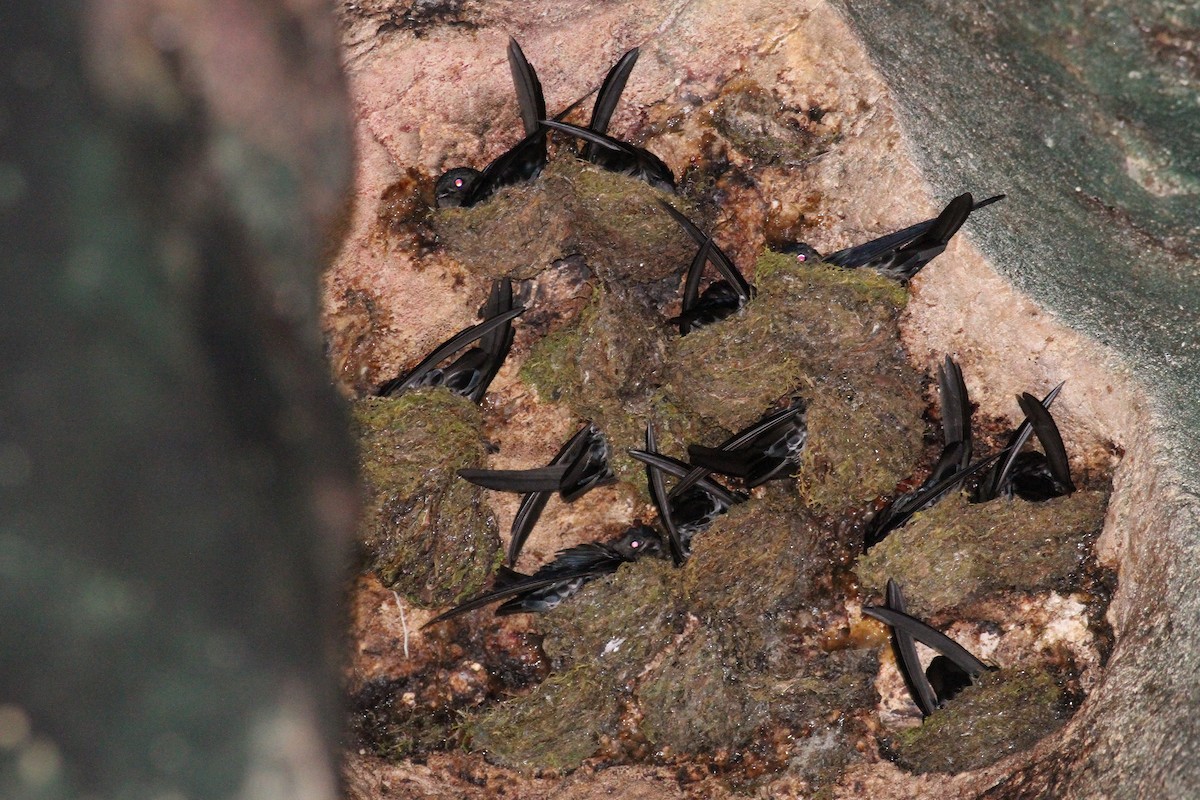 Mossy-nest Swiftlet - 🦉Richard Aracil🦅