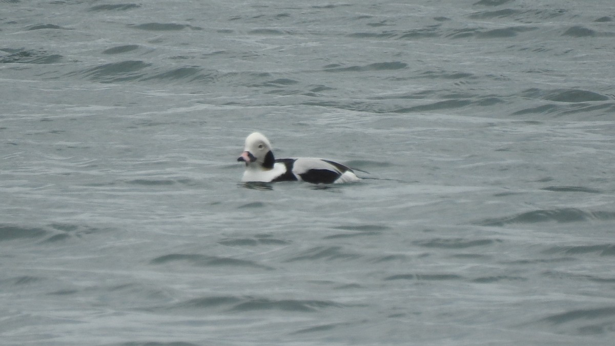 Long-tailed Duck - ML214785521