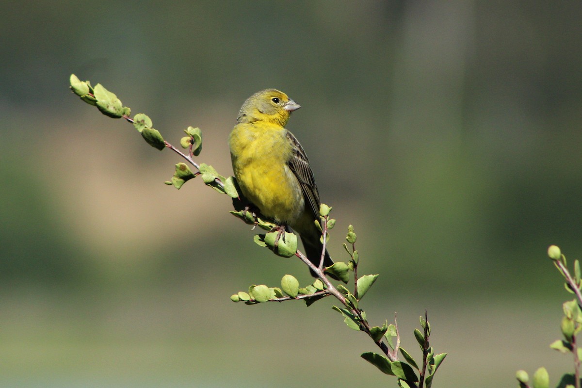 Grassland Yellow-Finch - Matías Garrido 🐧