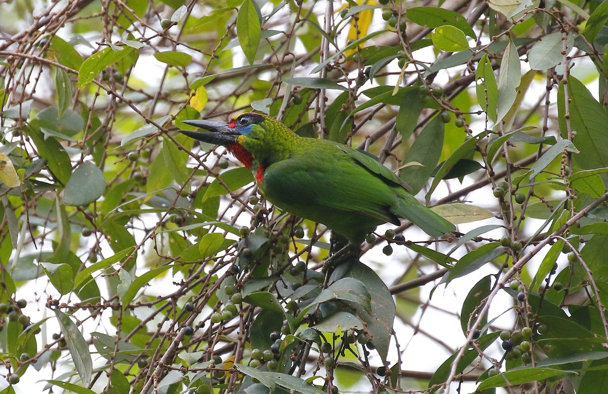 Red-throated Barbet - ML214786671