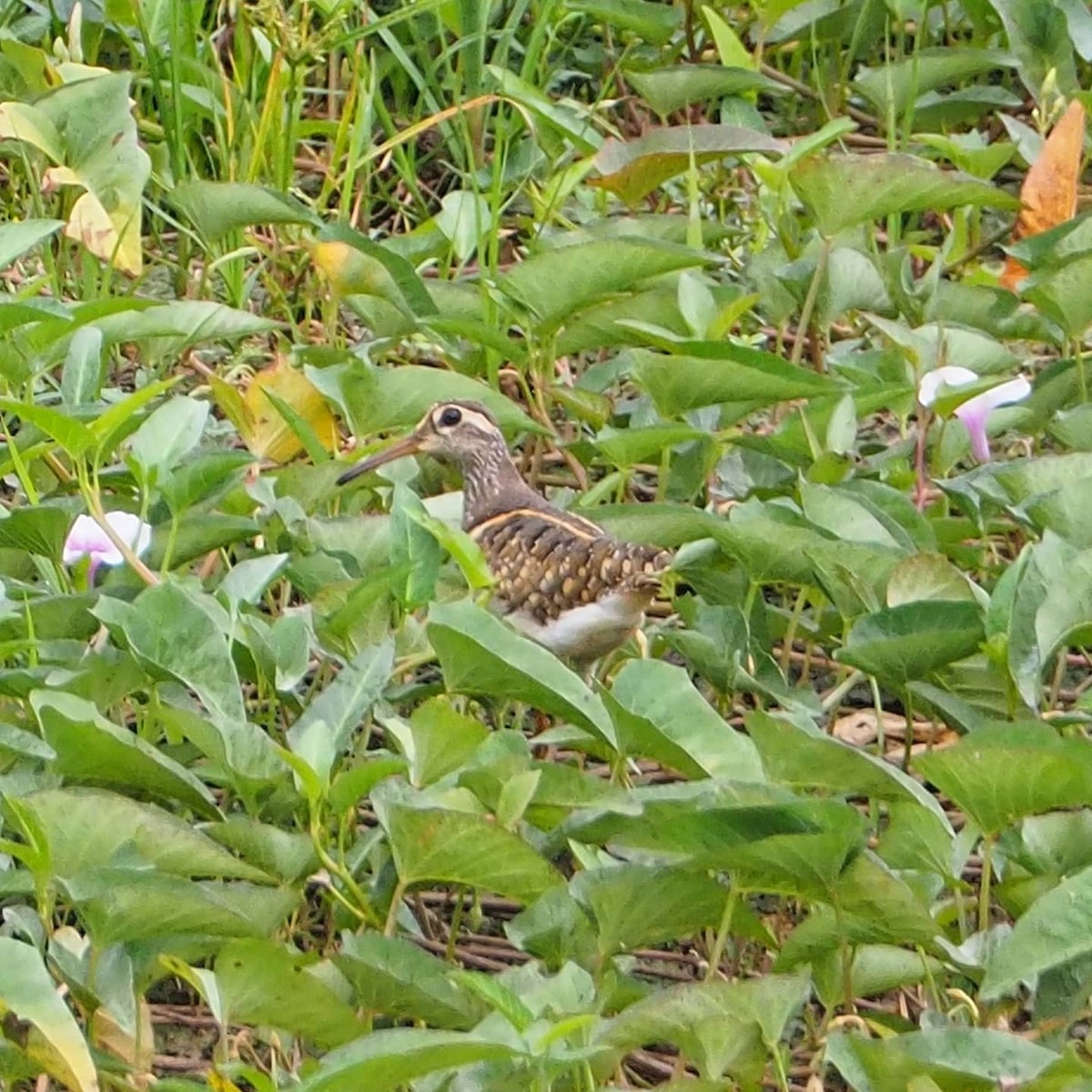 Greater Painted-Snipe - ML214787411