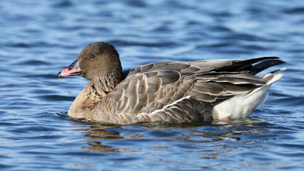 Pink-footed Goose - ML214787831