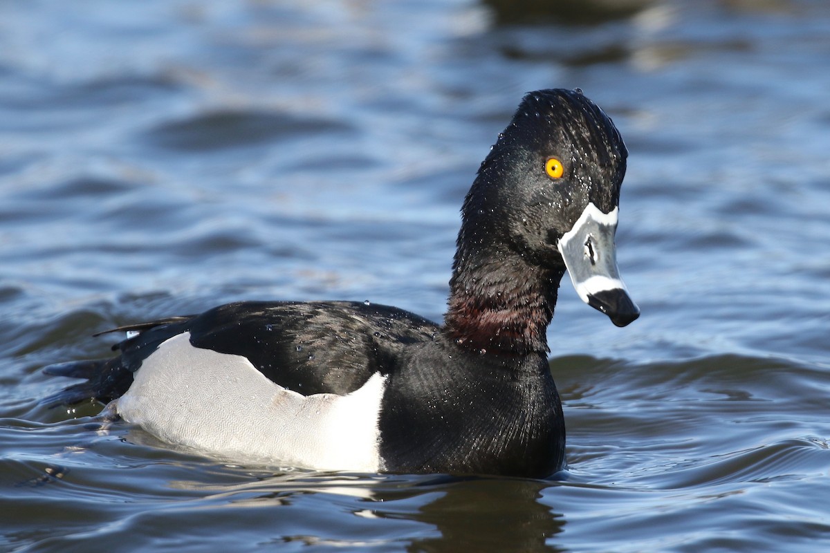 Ring-necked Duck - Alvan Buckley
