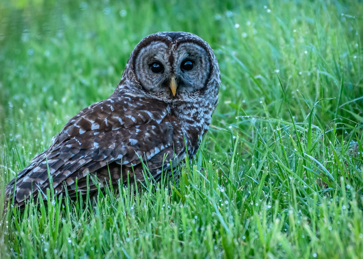 Barred Owl - Ken Nicely