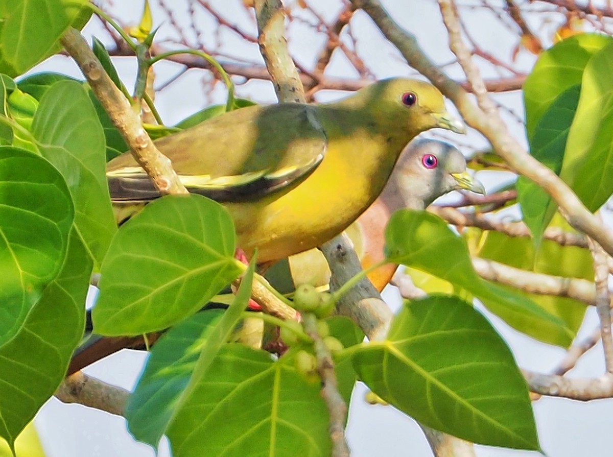 Pink-necked Green-Pigeon - VIJAY KUMAR