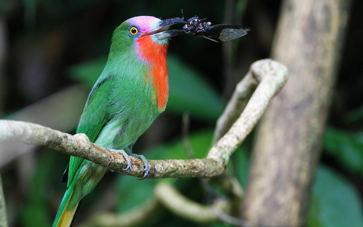 Red-bearded Bee-eater - Ting-Wei (廷維) HUNG (洪)