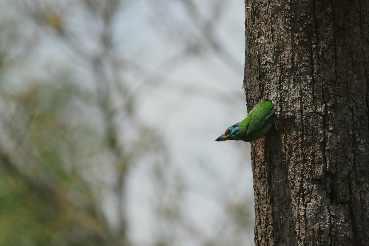Blue-throated Barbet - Ting-Wei (廷維) HUNG (洪)
