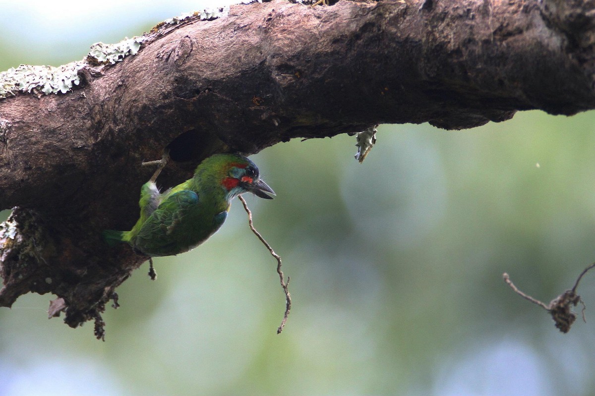 Blue-eared Barbet - Ting-Wei (廷維) HUNG (洪)