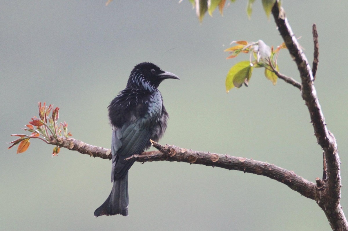 Hair-crested Drongo - ML21478981