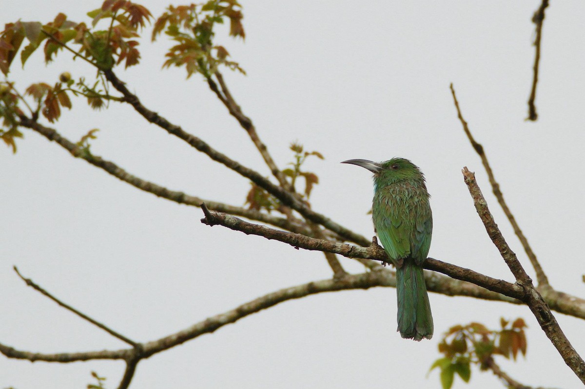 Blue-bearded Bee-eater - Ting-Wei (廷維) HUNG (洪)