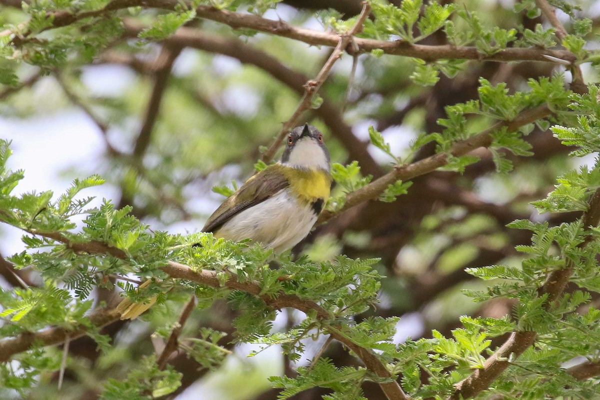 Yellow-breasted Apalis - ML214792121