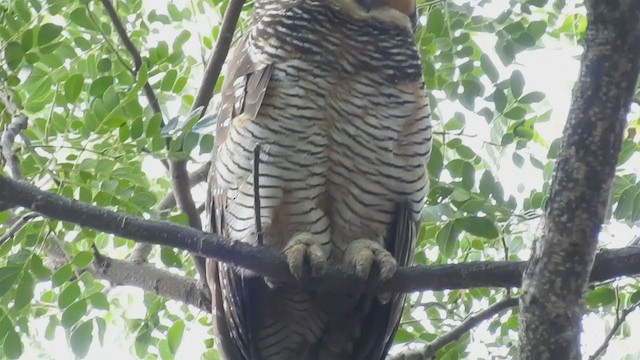 Spotted Wood-Owl - ML214792751