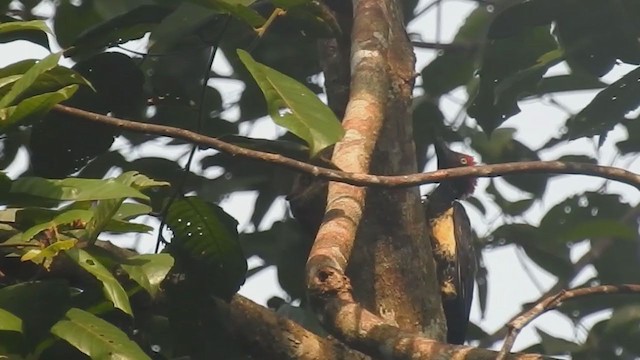 White-bellied Woodpecker - ML214793001