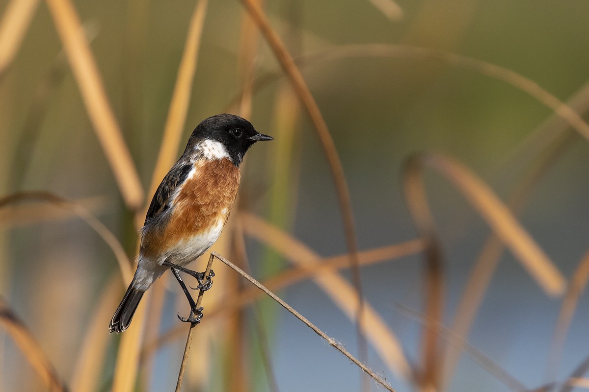 African Stonechat (African) - Niall D Perrins