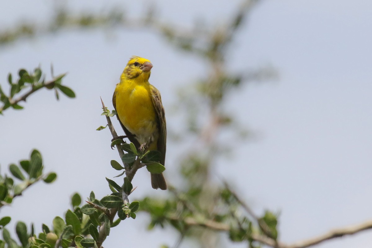 White-bellied Canary - ML214793551