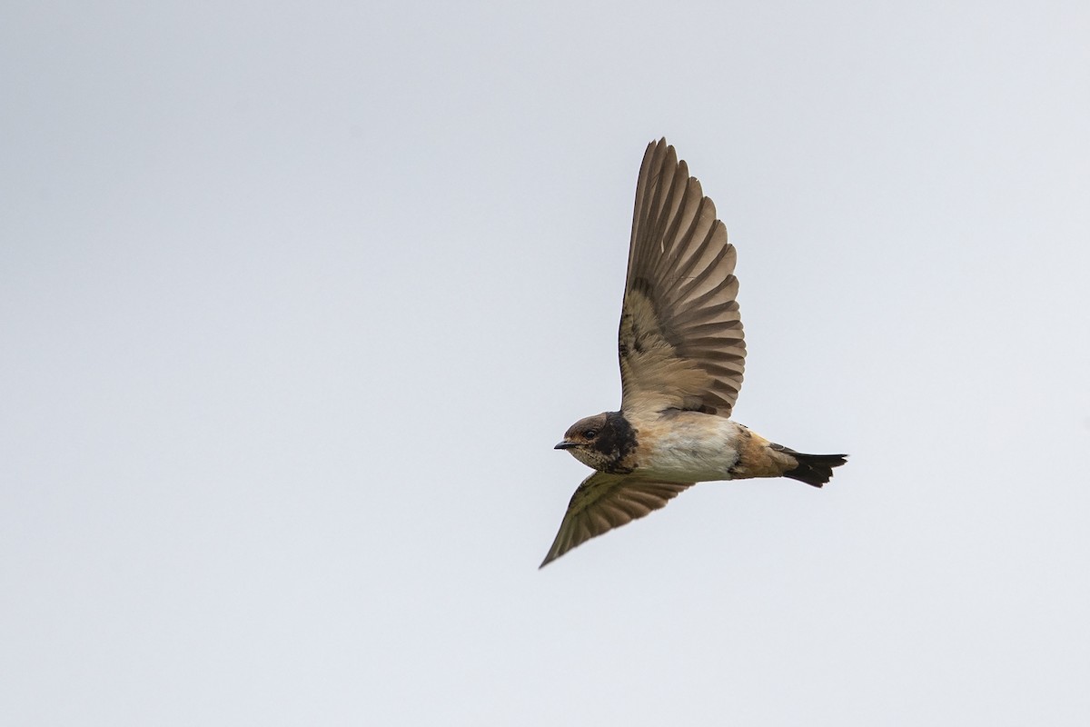 South African Swallow - ML214794871