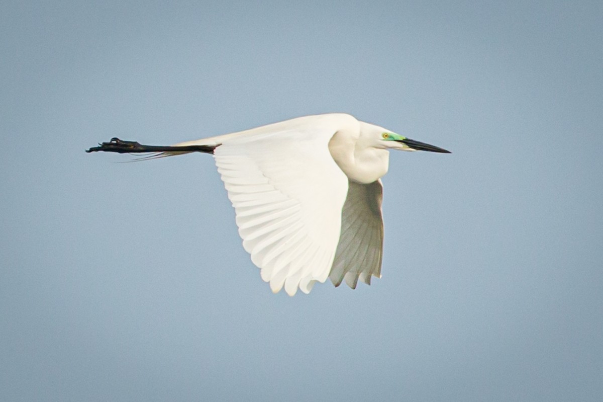 Great Egret (modesta) - Michael Warner