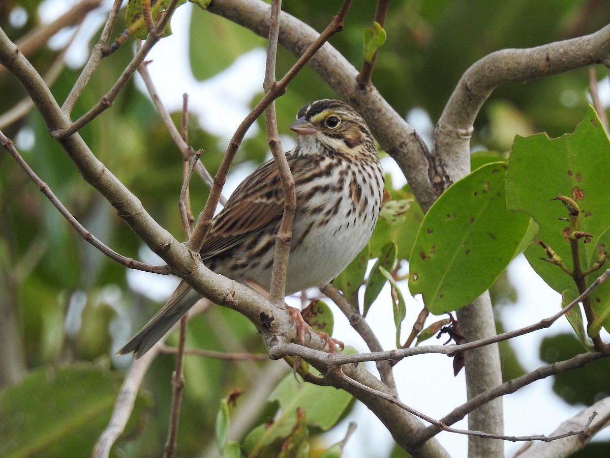 Savannah Sparrow - ML214802231