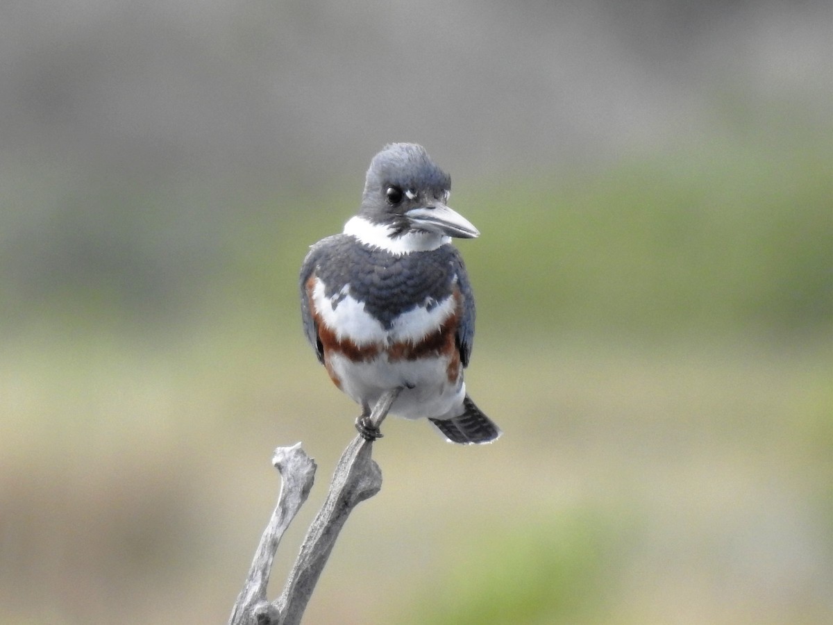 Belted Kingfisher - ML214802411