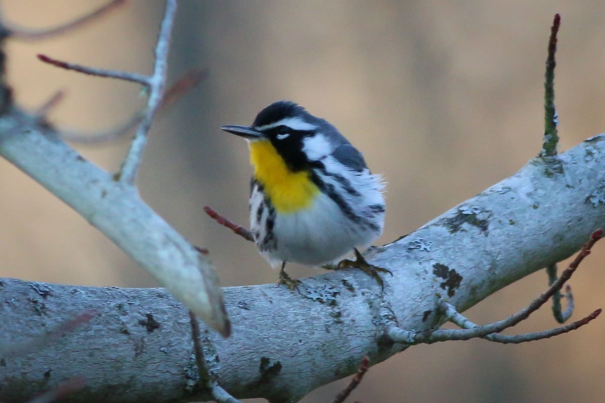 Yellow-throated Warbler - Skip Russell