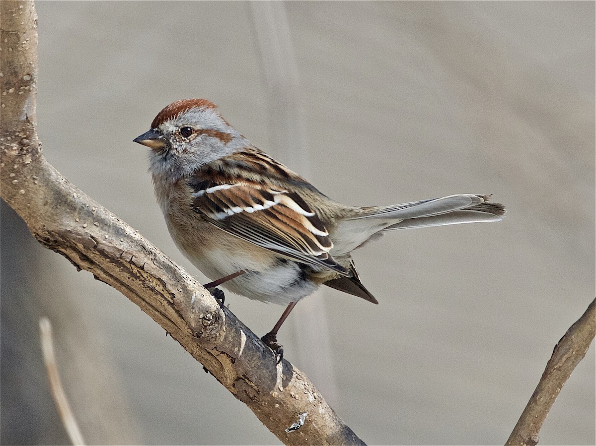 American Tree Sparrow - ML214802971