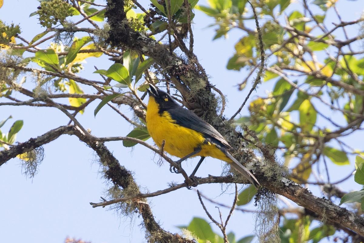 Black-cheeked Mountain Tanager - ML214802981