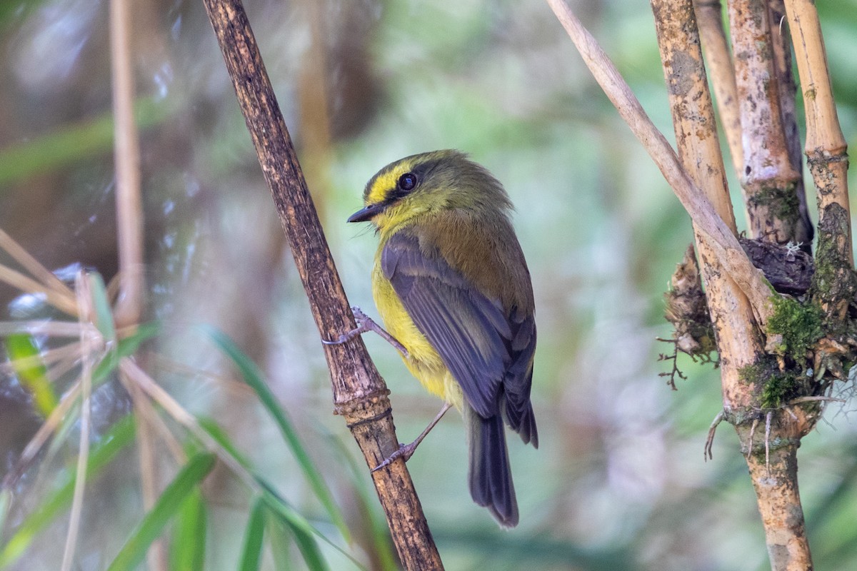 Yellow-bellied Chat-Tyrant - ML214803051