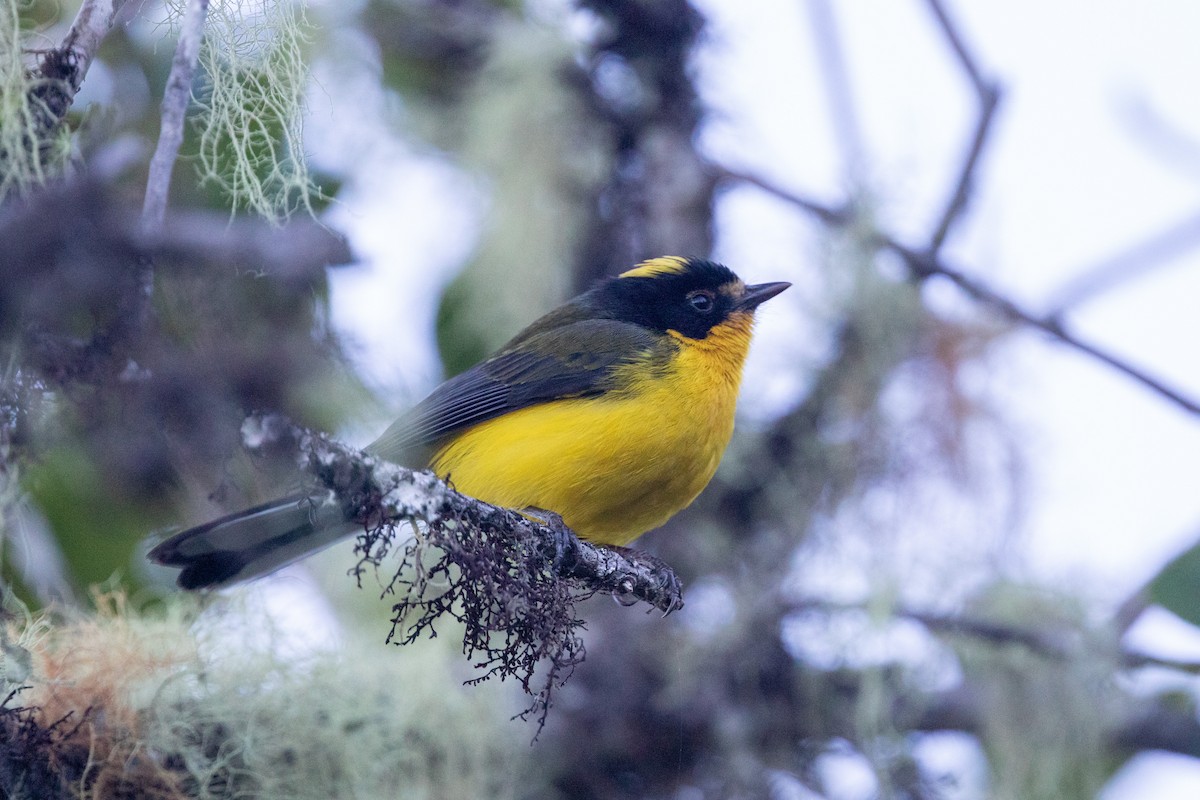 Yellow-crowned Redstart - Cory Gregory