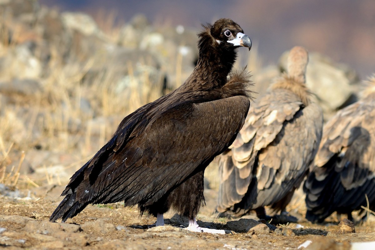 Cinereous Vulture - ML214804671