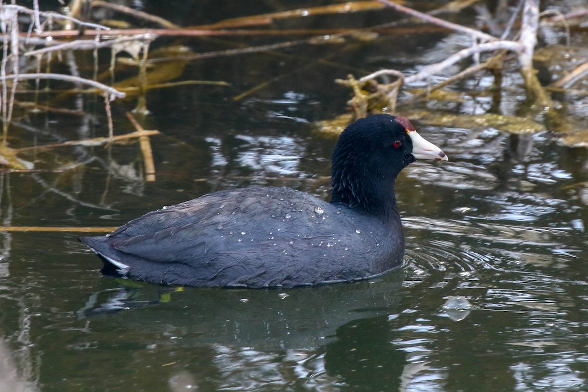 American Coot (Red-shielded) - Bill Lupardus