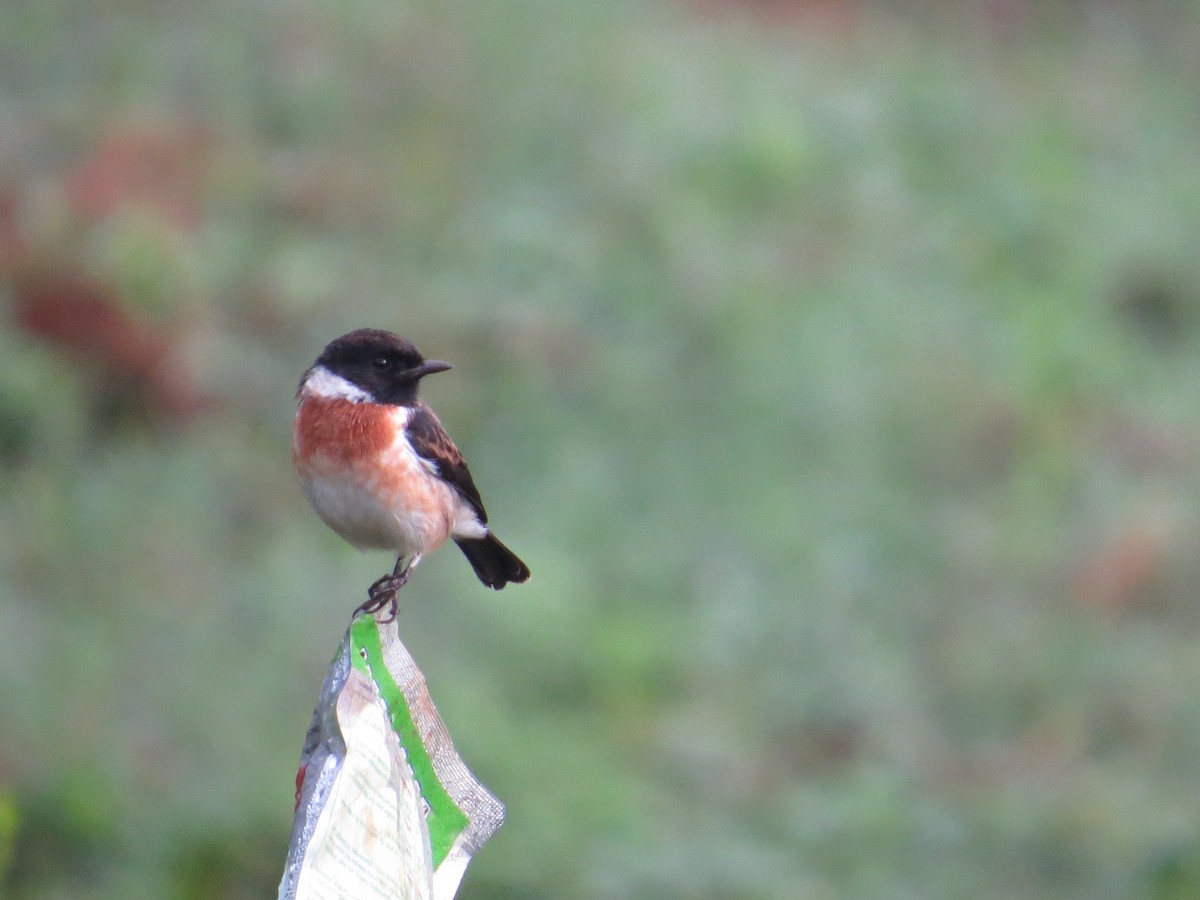 African Stonechat - ML214808951