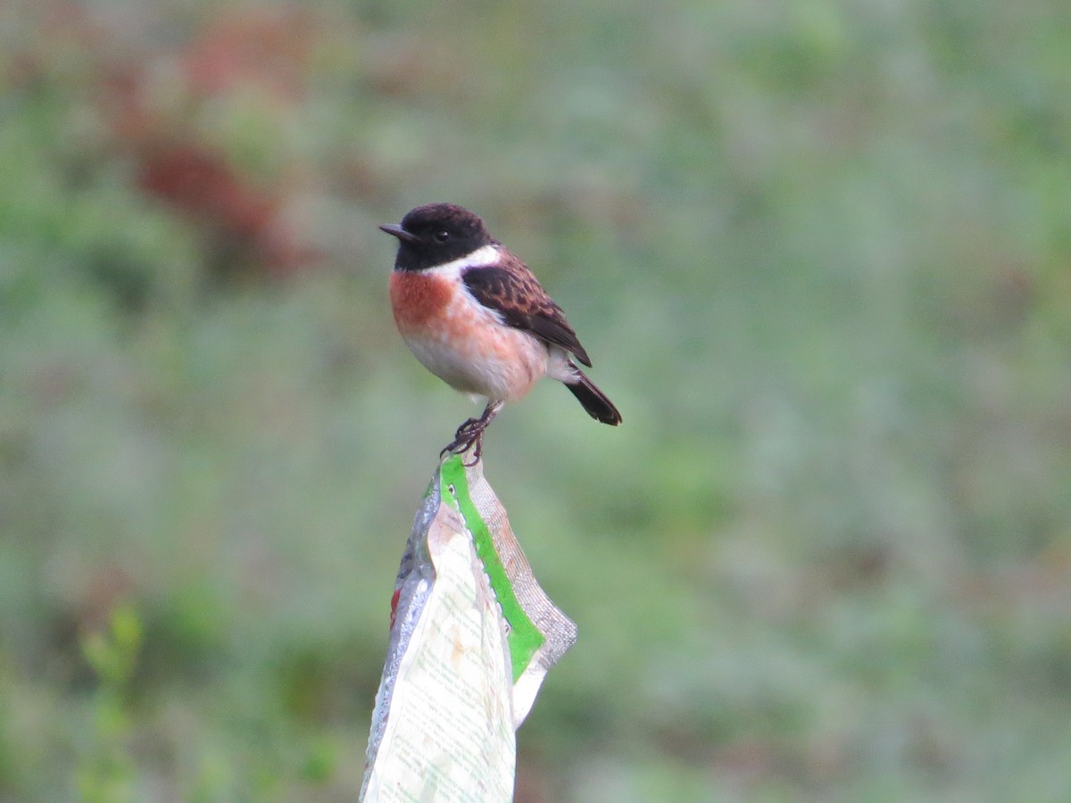 African Stonechat - ML214809321