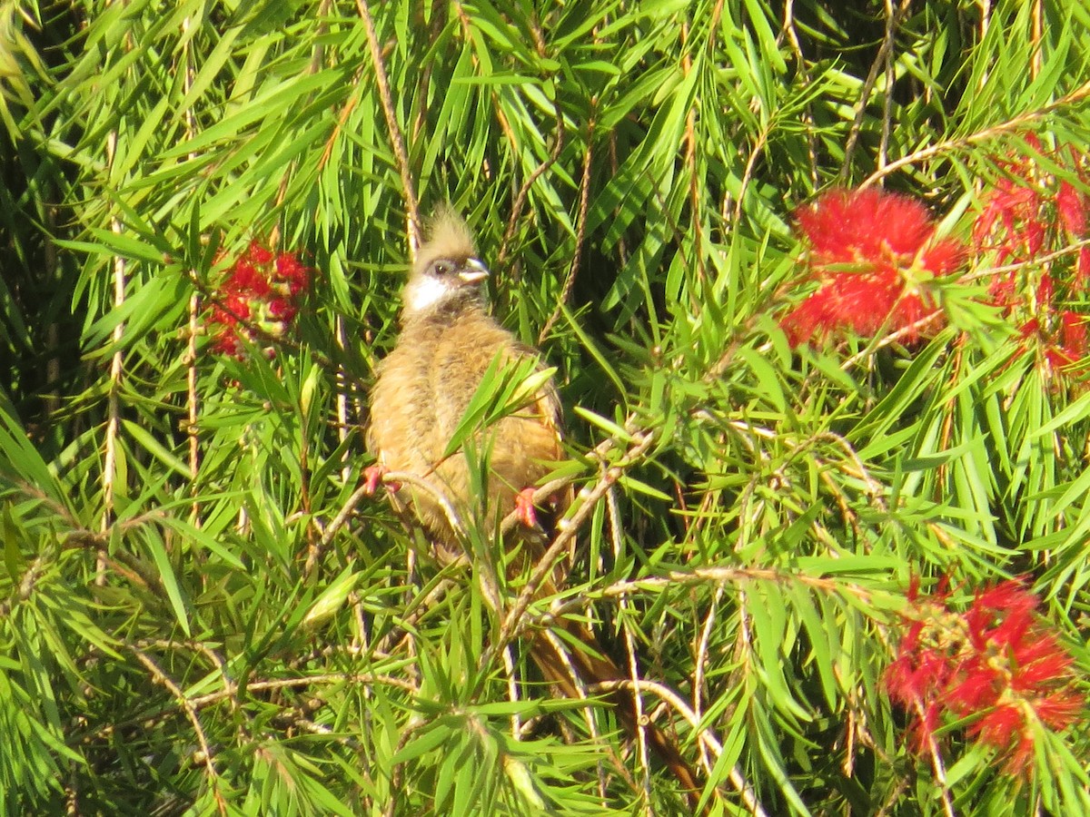 Speckled Mousebird - ML214809511