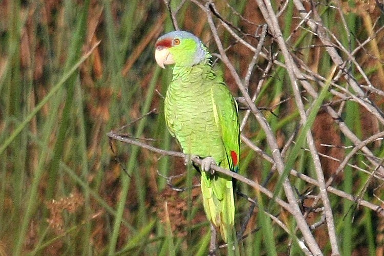 Lilac-crowned Parrot - Don Sterba