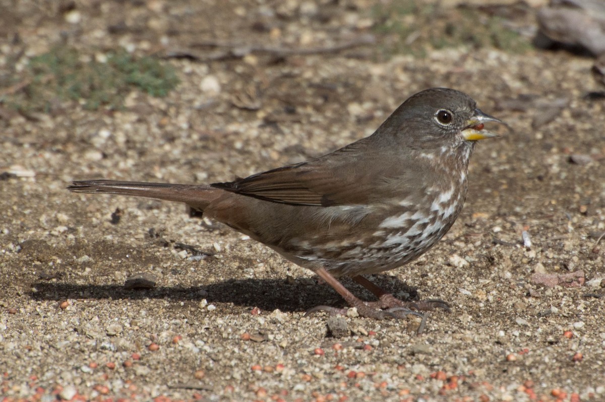 Fox Sparrow (Sooty) - ML21481231
