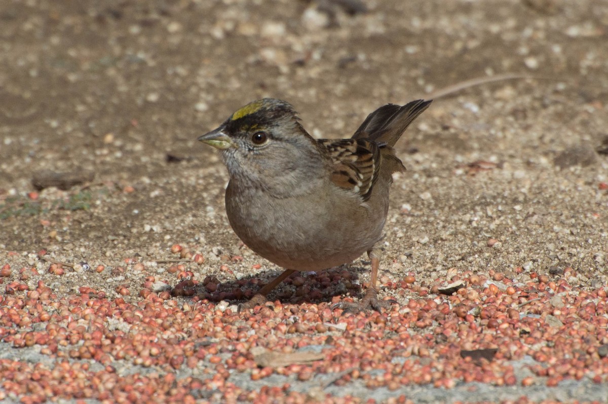 Golden-crowned Sparrow - ML21481241