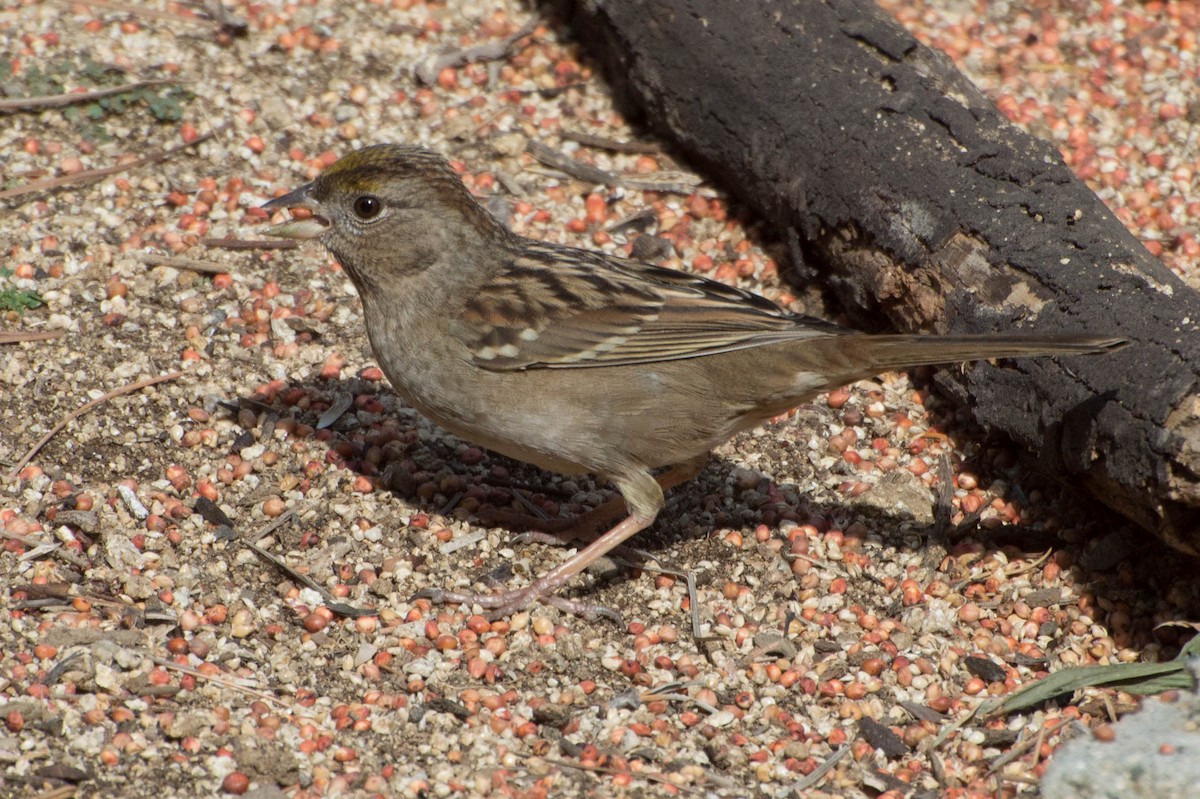 Golden-crowned Sparrow - Georgia Doyle
