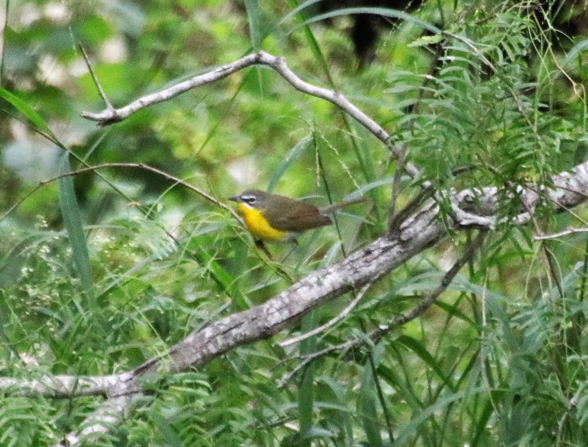 Yellow-breasted Chat - ML214815381
