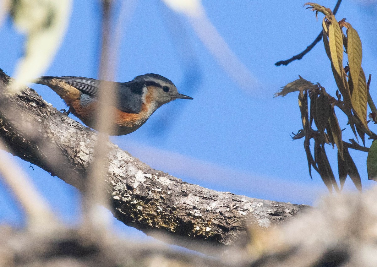 White-browed Nuthatch - ML214816891