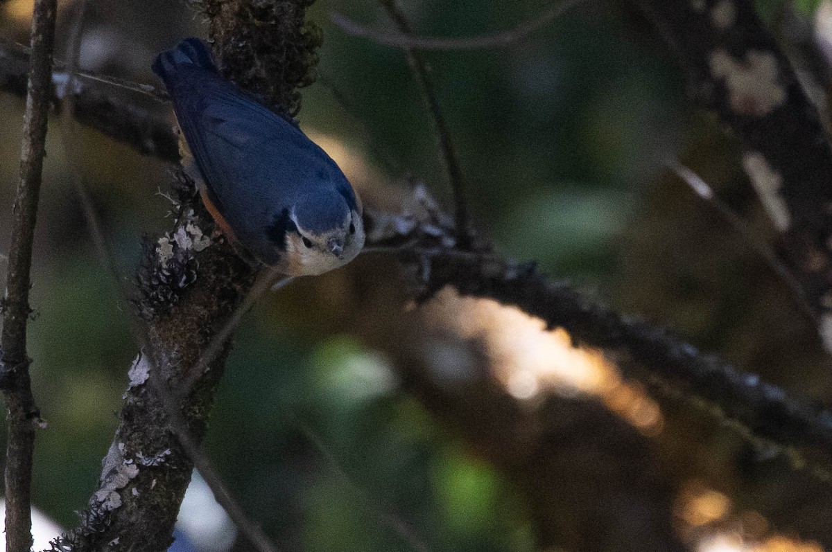 White-browed Nuthatch - ML214817001